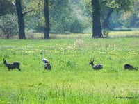 Rehe  Kranich